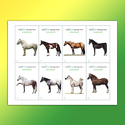 common-equine-breeds-flashcards