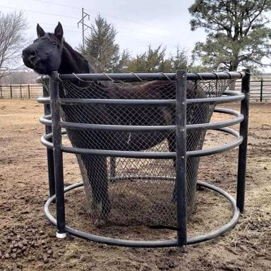 horse in hay net inside hay ring